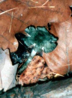 Ps. arcana - Fotografie z jednoho sbru