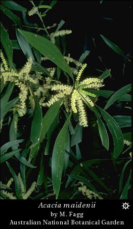 Acacia maidenii