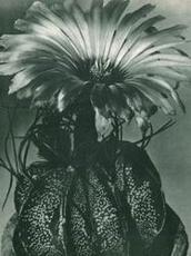 Astrophytum capricorne