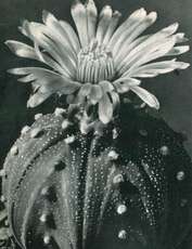 Astrophytum asterias