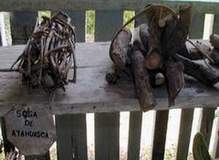 Naezan Ayahuasca - Banisteriopsis caapi