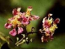 Kvt Banisteriopsis caapi