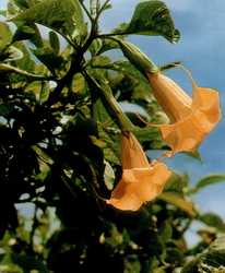 Brugmansia aurea