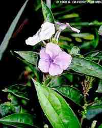 Brunfelsia grandiflora