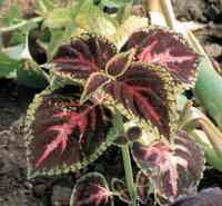 Coleus blumei