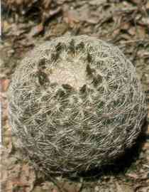 Coryphantha compacta