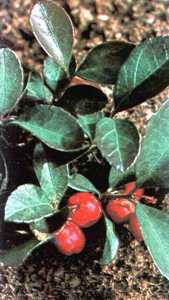 Gaultheria