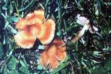 Inocybe aeruginascens