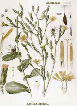 Lactuca virosa