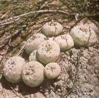 Lophophora diffusa