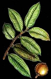 Maquira sclerophylla