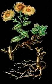 Mesembryanthemum tortuosum