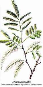 Mimosa hostilis
