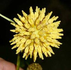 Mitragyna speciosa - kvt