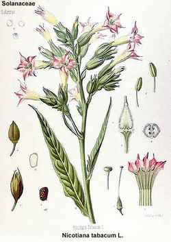 Nicotiana tabacum