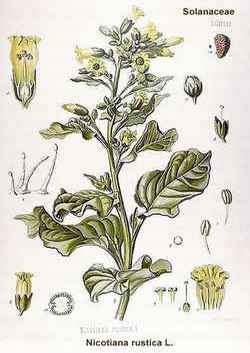 Nicotiana rustica