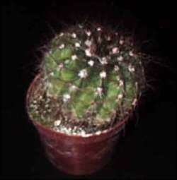 Notocactus ottoni