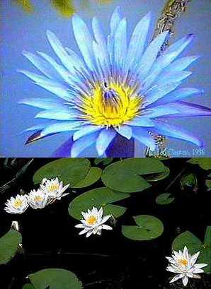 N. caerulaea (nahoe) a N. ampla (dole)