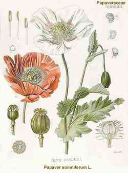 Papaver somniferum