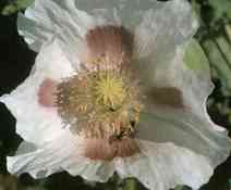 Papaver somniferum - kvt