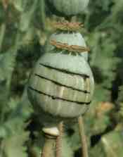 Papaver somniferum - naezan makovice