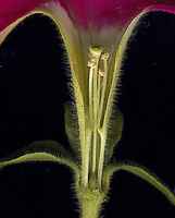 Petunia violacea - prez kvtem