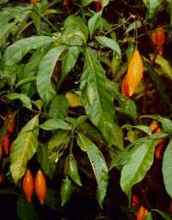 Tabernanthe iboga - ke s plody