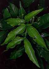 Tabernanthe iboga - listy