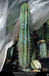 Trichocereus macrogonus