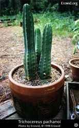 Trichocereus pachanoi
